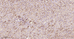 Albumin Antibody in Immunohistochemistry (Paraffin) (IHC (P))