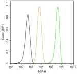 MIF Antibody in Flow Cytometry (Flow)