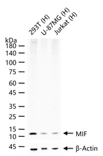 MIF Recombinant Rabbit Monoclonal Antibody (7A2)