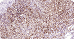 STAR Antibody in Immunohistochemistry (Paraffin) (IHC (P))