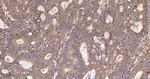 IFITM3 Recombinant Rabbit Monoclonal Antibody (12E9)