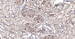IFITM3 Antibody in Immunohistochemistry (Paraffin) (IHC (P))