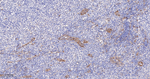 IFITM3 Antibody in Immunohistochemistry (Paraffin) (IHC (P))
