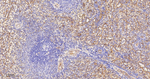 IFITM3 Antibody in Immunohistochemistry (Paraffin) (IHC (P))