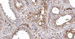IFITM3 Antibody in Immunohistochemistry (Paraffin) (IHC (P))