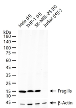 IFITM3 Antibody in Western Blot (WB)