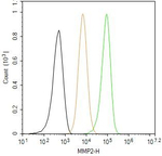 MMP2 Antibody in Flow Cytometry (Flow)