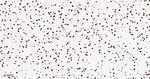 MATR3 Antibody in Immunohistochemistry (Paraffin) (IHC (P))