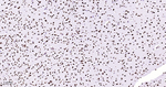 MATR3 Antibody in Immunohistochemistry (Paraffin) (IHC (P))