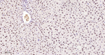 MATR3 Antibody in Immunohistochemistry (Paraffin) (IHC (P))