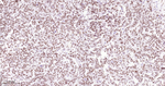 MATR3 Antibody in Immunohistochemistry (Paraffin) (IHC (P))