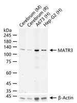 MATR3 Antibody in Western Blot (WB)