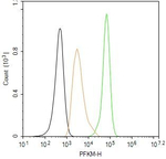 PFKM Antibody in Flow Cytometry (Flow)