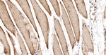 PFKM Antibody in Immunohistochemistry (Paraffin) (IHC (P))