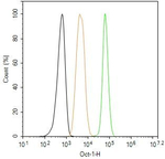 OCT1 Antibody in Flow Cytometry (Flow)