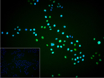 OCT1 Recombinant Rabbit Monoclonal Antibody (3C12)
