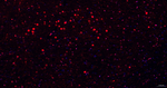 OCT1 Antibody in Immunohistochemistry (Paraffin) (IHC (P))