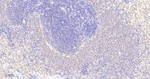 OCT1 Antibody in Immunohistochemistry (Paraffin) (IHC (P))