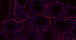OCT1 Antibody in Immunohistochemistry (Paraffin) (IHC (P))
