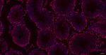 OCT1 Antibody in Immunohistochemistry (Paraffin) (IHC (P))