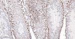 OCT1 Antibody in Immunohistochemistry (Paraffin) (IHC (P))