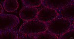 OCT1 Antibody in Immunohistochemistry (Paraffin) (IHC (P))