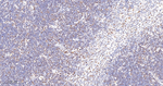 OCT1 Antibody in Immunohistochemistry (Paraffin) (IHC (P))
