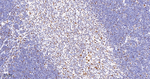 OCT1 Antibody in Immunohistochemistry (Paraffin) (IHC (P))