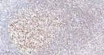 OCT1 Antibody in Immunohistochemistry (Paraffin) (IHC (P))