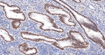 OCT1 Antibody in Immunohistochemistry (Paraffin) (IHC (P))