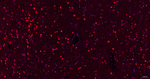OCT1 Antibody in Immunohistochemistry (Paraffin) (IHC (P))