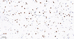 OCT1 Antibody in Immunohistochemistry (Paraffin) (IHC (P))