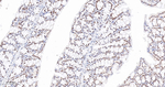 OCT1 Antibody in Immunohistochemistry (Paraffin) (IHC (P))