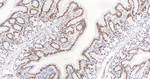 OCT1 Antibody in Immunohistochemistry (Paraffin) (IHC (P))