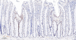 OCT1 Antibody in Immunohistochemistry (Paraffin) (IHC (P))
