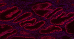 OCT1 Antibody in Immunohistochemistry (Paraffin) (IHC (P))
