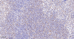 OCT1 Antibody in Immunohistochemistry (Paraffin) (IHC (P))