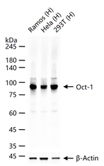 OCT1 Antibody in Western Blot (WB)