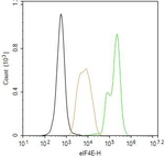 eIF4E Antibody in Flow Cytometry (Flow)