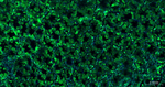 eIF4E Antibody in Immunohistochemistry (Paraffin) (IHC (P))
