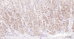 eIF4E Antibody in Immunohistochemistry (Paraffin) (IHC (P))