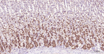 eIF4E Antibody in Immunohistochemistry (Paraffin) (IHC (P))
