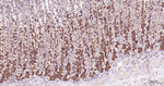 eIF4E Antibody in Immunohistochemistry (Paraffin) (IHC (P))