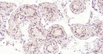 eIF4E Antibody in Immunohistochemistry (Paraffin) (IHC (P))