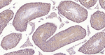 eIF4E Antibody in Immunohistochemistry (Paraffin) (IHC (P))