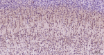eIF4E Antibody in Immunohistochemistry (Paraffin) (IHC (P))