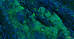 eIF4E Recombinant Rabbit Monoclonal Antibody (1F2)