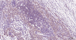 eIF4E Antibody in Immunohistochemistry (Paraffin) (IHC (P))
