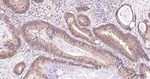 eIF4E Antibody in Immunohistochemistry (Paraffin) (IHC (P))