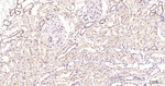 eIF4E Antibody in Immunohistochemistry (Paraffin) (IHC (P))